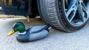 Crushing Crunchy & Soft Things by Car! EXPERIMENT CAR vs DUCK