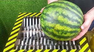 EXPERIMENT WATERMELON VS SHREDDER