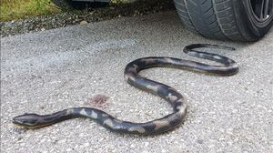 Crushing Crunchy & Soft Things by Car! EXPERIMENT CAR vs SNAKE toy